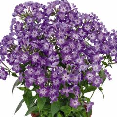 Floks wiechowaty 'Early Purple Eye'